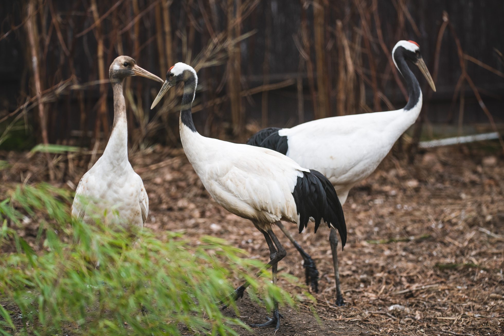 Ein Schwarm mandschurischer Kraniche, Breslauer ZOO